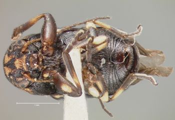 Media type: image; Entomology 8777   Aspect: habitus ventral view